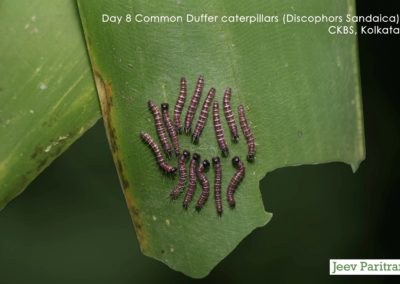 Common Duffer (Discophora Sondaica) Caterpillars, CKBS Kolkata