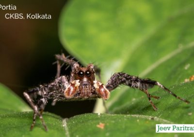 Portia, CKBS Kolkata