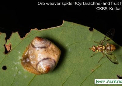 Orb Weaver Spider (Cyrtarachne) and Fruit Fly, CKBS Kolkata