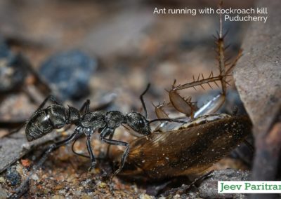 Ant running with cockroach kill, Puducherry