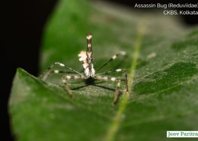 Assassin Bug (Reduviidae), CKBS Kolkata