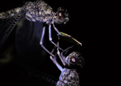 Dragon Flies, Shantiniketan, West Bengal