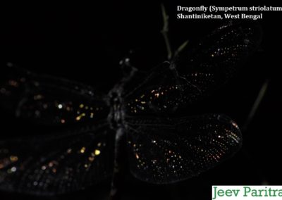 Dragonfly (Sympetrum striolatum), Shantiniketan, West Bengal