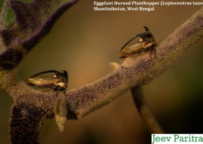 Eggplant Horned Planthopper (Leptocentrus taurus), Shantiniketan, West Bengal