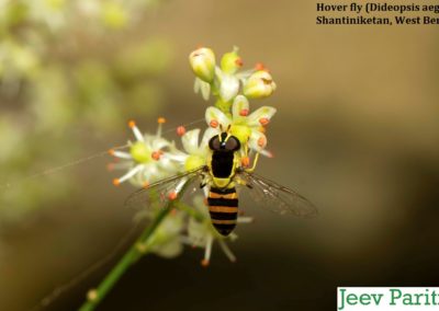 Hover Fly (Dideopsis aegrota), Shantiniketan, West Bengal