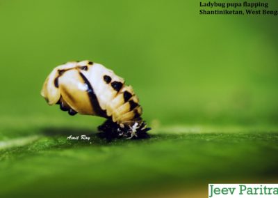 Ladybug pupa flapping, Shantiniketan, West Bengal