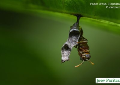 Paper wasp (Ropalidia), Puducherry