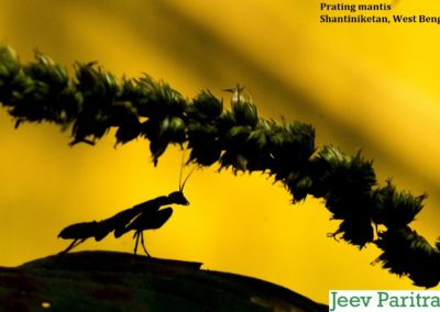 Prating mantis, Shantiniketan, West Bengal