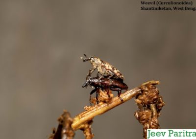 Weevil (Curculionoidea), Shantiniketan, West Bengal