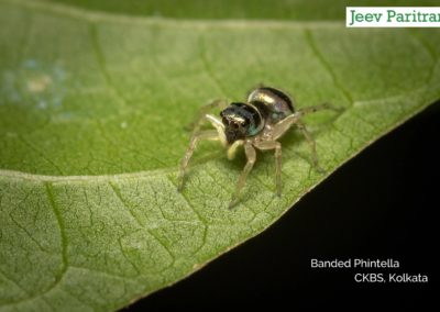 Banded Phintella, CKBS, Kolkata