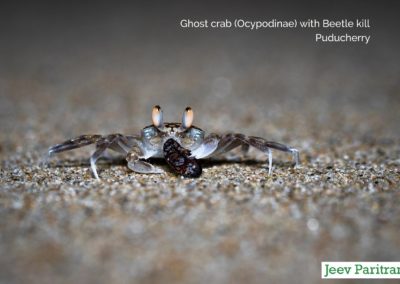 Ghost Crab (Ocypodinae) with Beetle kill, Puducherry