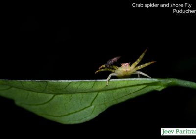 Crab Spider and Shore Fly, Puducherry