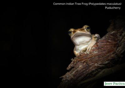 Common Indian Tree Frog (Polypedates Maculatus), Puducherry