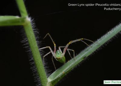 Green Lynx Spider (Peucetia Viridans), Puducherry