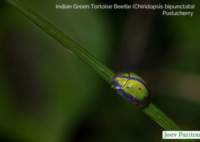 Indian Green Tortoise Beetle (Chiridopsis Bipunctata), Puducherry