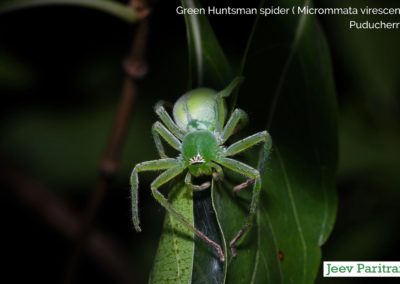 Green Huntsman Spider (Micrommata Virescens), Puducherry