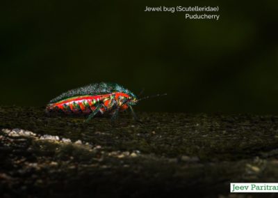 Jewel bug (Scutelleridae), Puducherry