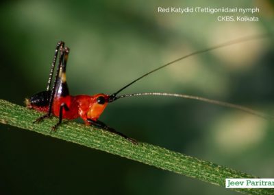 Red Katydid (Tettigoniidae) nymph