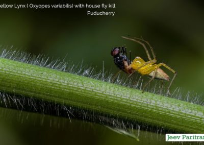 Yellow lynx (Oxyopes Variabilis) with house fly kill, Puducherry