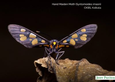 Hand Maiden Moth (Syntomoides Imaon), CKBS, Kolkata