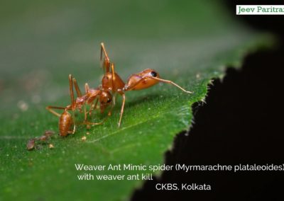 Weaver Ant Mimic Spider (Myrmarachne Plataleoides) with weaver ant kill, CKBS, Kolkata