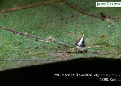 Mirror Spider (Thwaitsia Argentiopunctata), CKBS, Kolkata