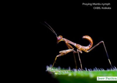 Praying Mantis Nymph, CKBS, Kolkata