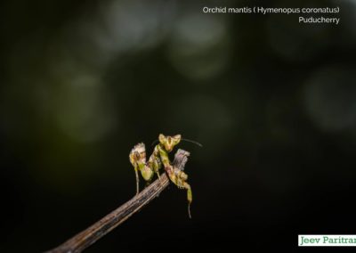 Orchid Mantis (Hymenopus coronatus), Puducherry