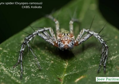 Lynx Spider (Oxyopes Ramosus), CKBS, Kolkata