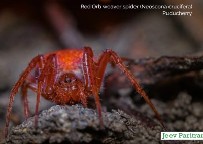 Red orb weaver spider (Neoscona crucifera), Puducherry