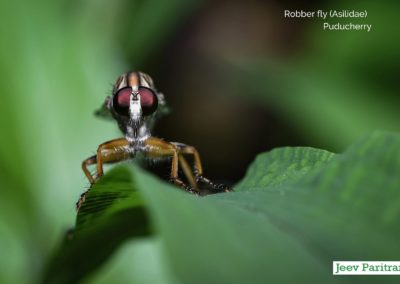 Robber fly (Asilidae), Puducherry