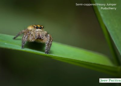 Semi-coppered Heavy Jumper, Puducherry