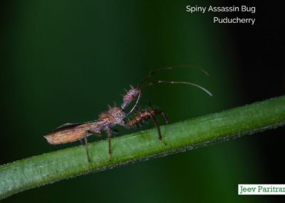 Spiny Assassin Bug, Puducherry