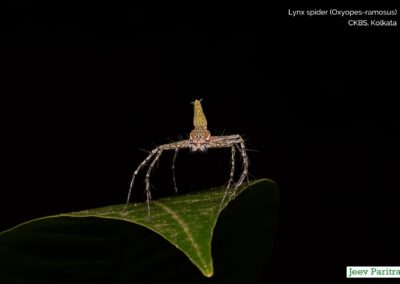 Lynx Spider (Oxyopes Ramosus), CKBS, Kolkata