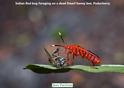 Indian Red bug foraging on a dead Dwarf honey bee, Puducherry