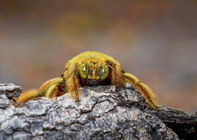 Carpenter bee, Puducherry, India