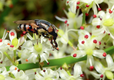 A Fly holding an anther